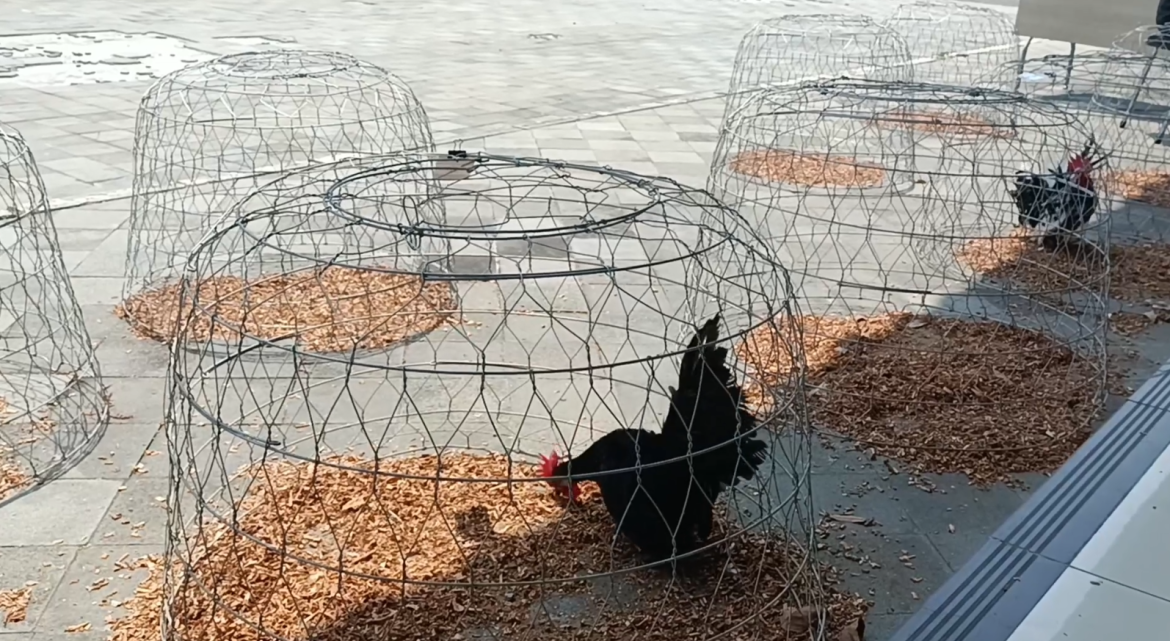 Kurungan Ayam Berbahan Kawat Besi Semakin Digemari