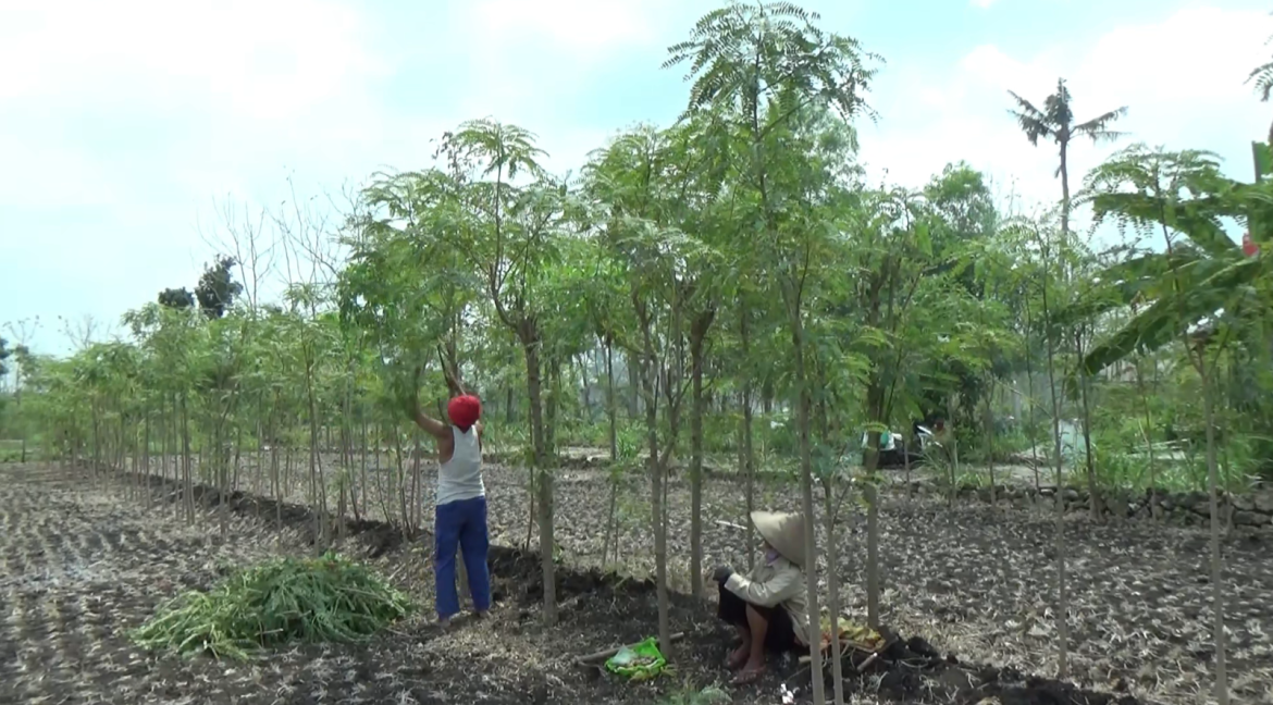 Taneman Turi, Kangge Pakan Ternak ing Mangsa Ketiga