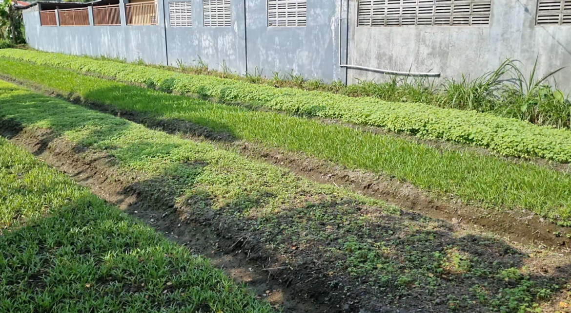 Tumpangsari Lombok lan Kacang