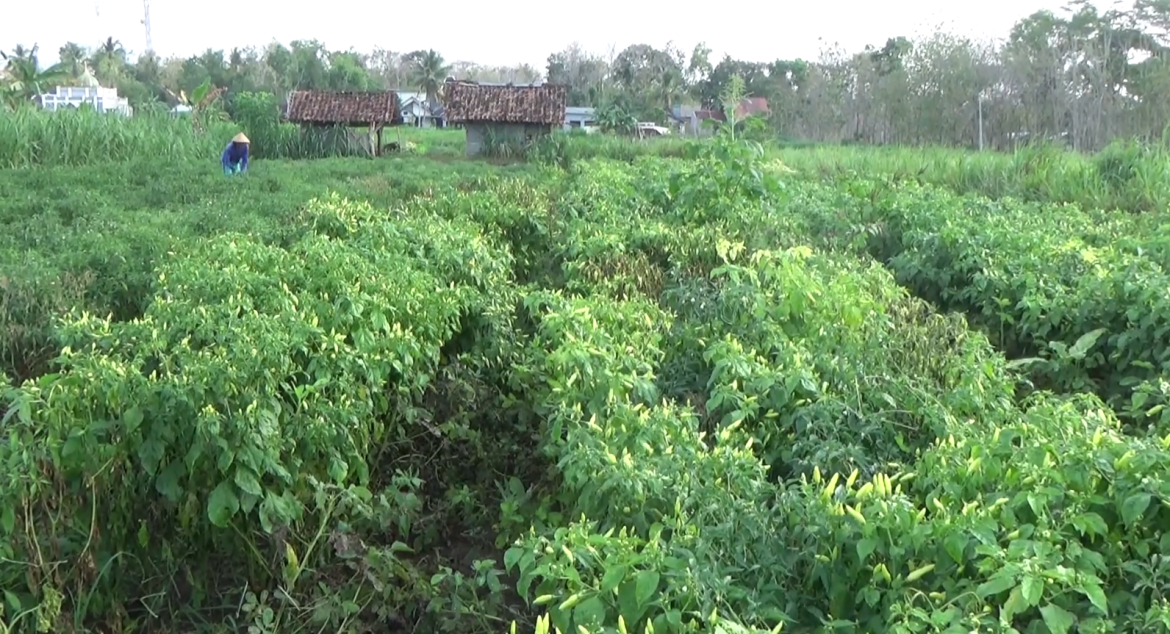 Layu Fusarium Serang Lahan Cabai, Petani Rugi