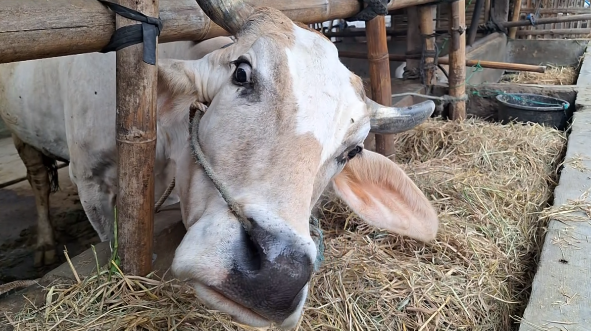 Tuma, Pepalangipun Kadang Tani Ternak Lembu