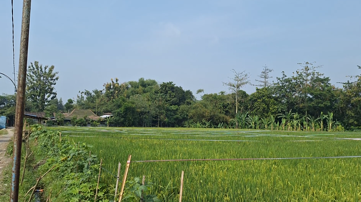 Kupiya Ngirangi Ngrebasanipun Ama Peksi