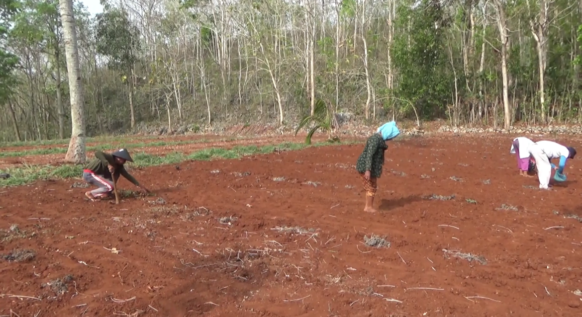 Tunggu Hujan, Petani Mulai Tebar Benih Padi