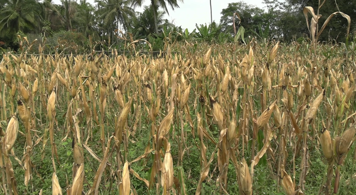 Asiling Panen Jagung Maremaken