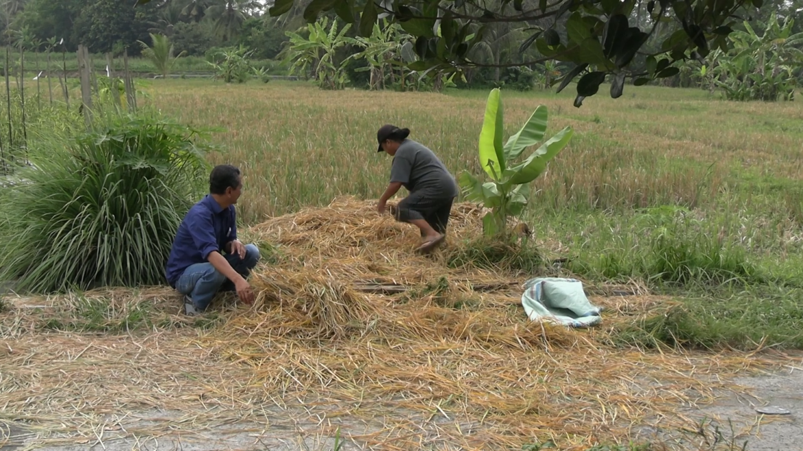 Pados Damen Pakan Lembu