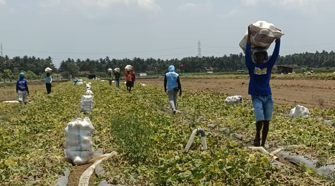 Panen Raya Harga Jual Melon Anjlok di Angka 4 ribu Per Kilogram