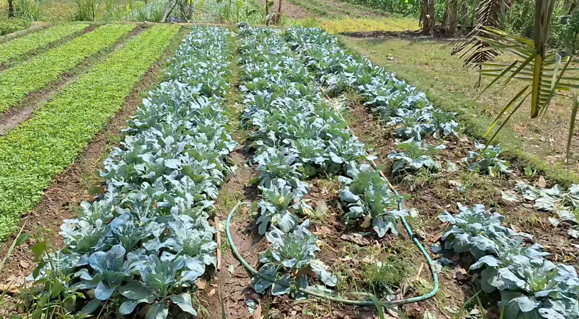 Budidaya Kembang Kol