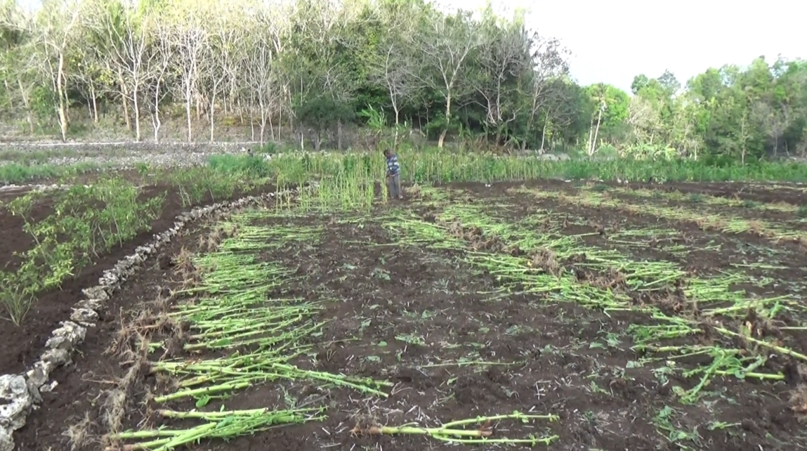 Nyiagakaken Lahan Kangge Nanem Pantun