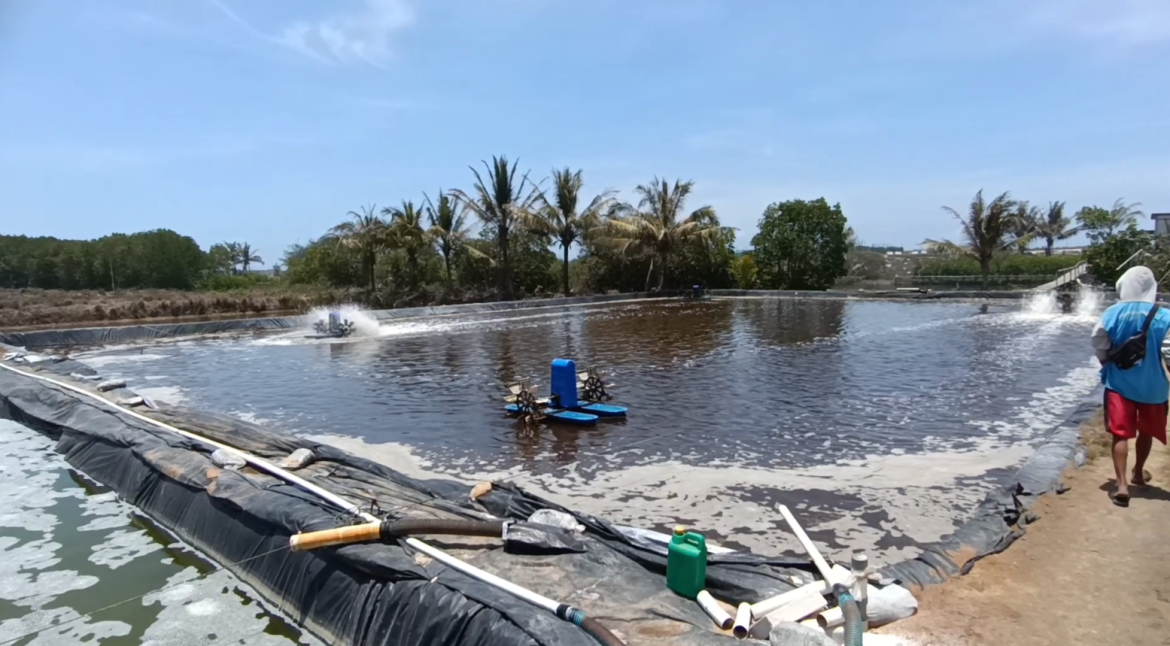 Dampak Cuaca Panas Ekstrim Hasil Panen Tambak Udang Turun Drastis