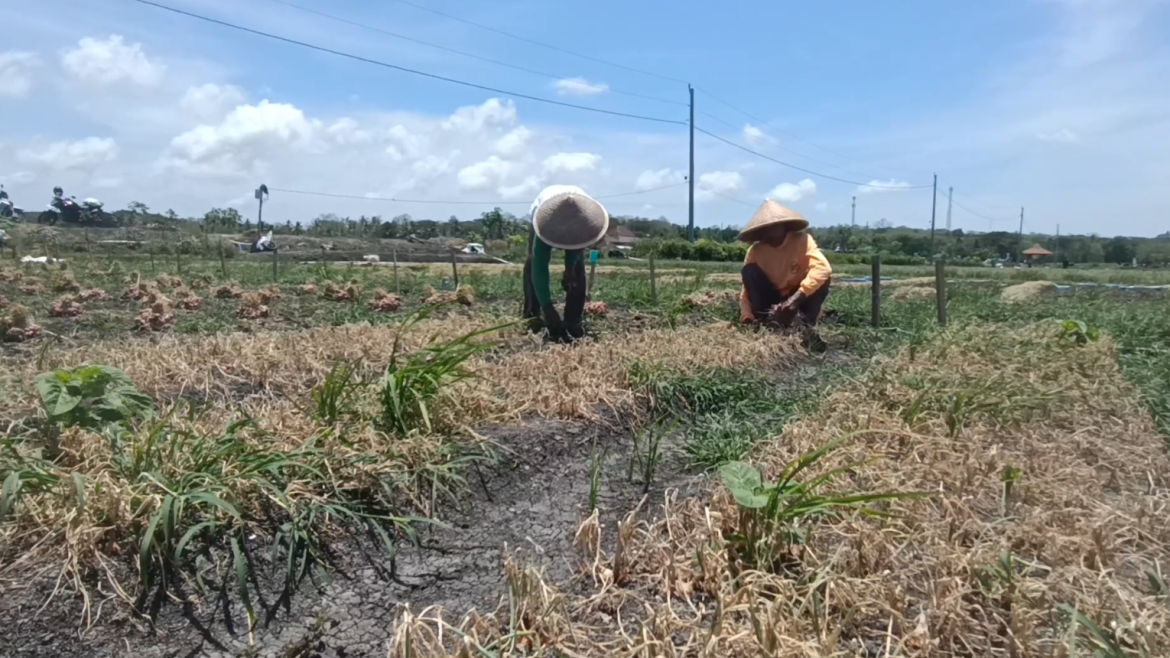 Dampak Penyakit dan Harga Anjlok Petani Bawang Merah Merugi