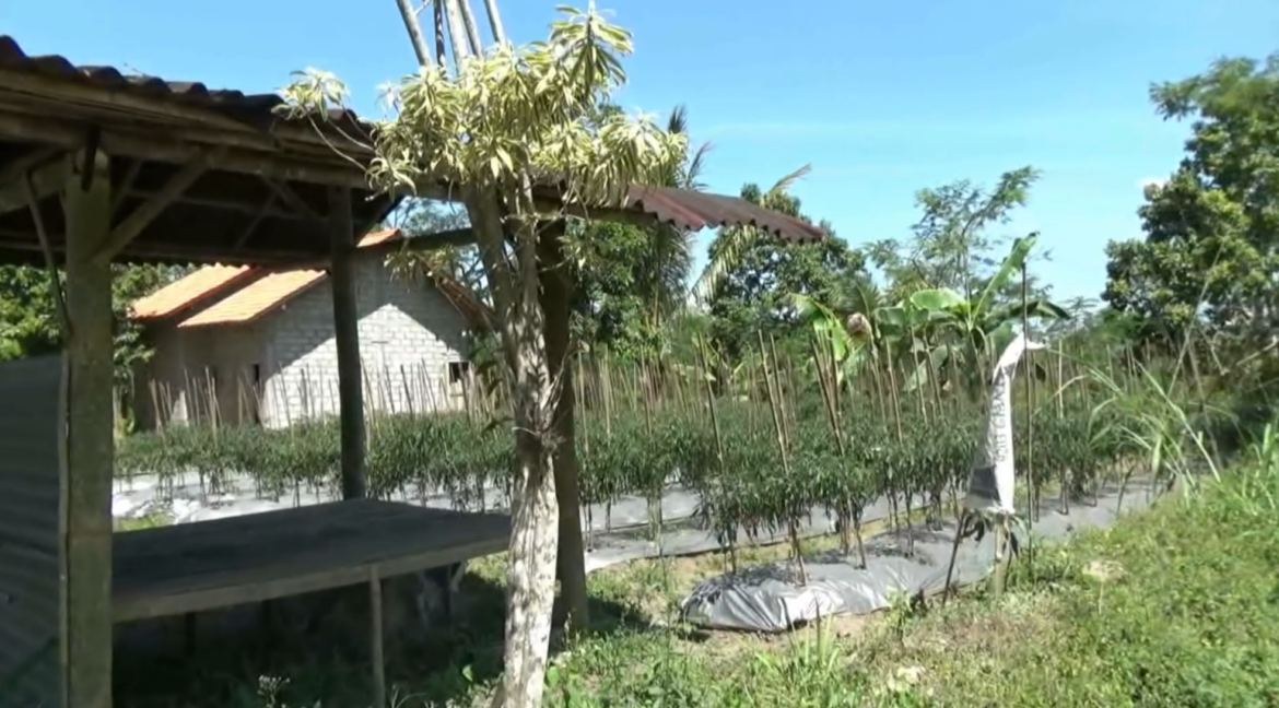 Gubuk Bambu, Tempat Berteduh dan Berkumpul Petani