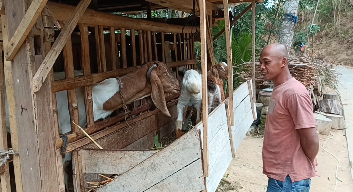 Kemarau Panjang, Peternak Kesulitan Dapatkan Pakan Hijauan