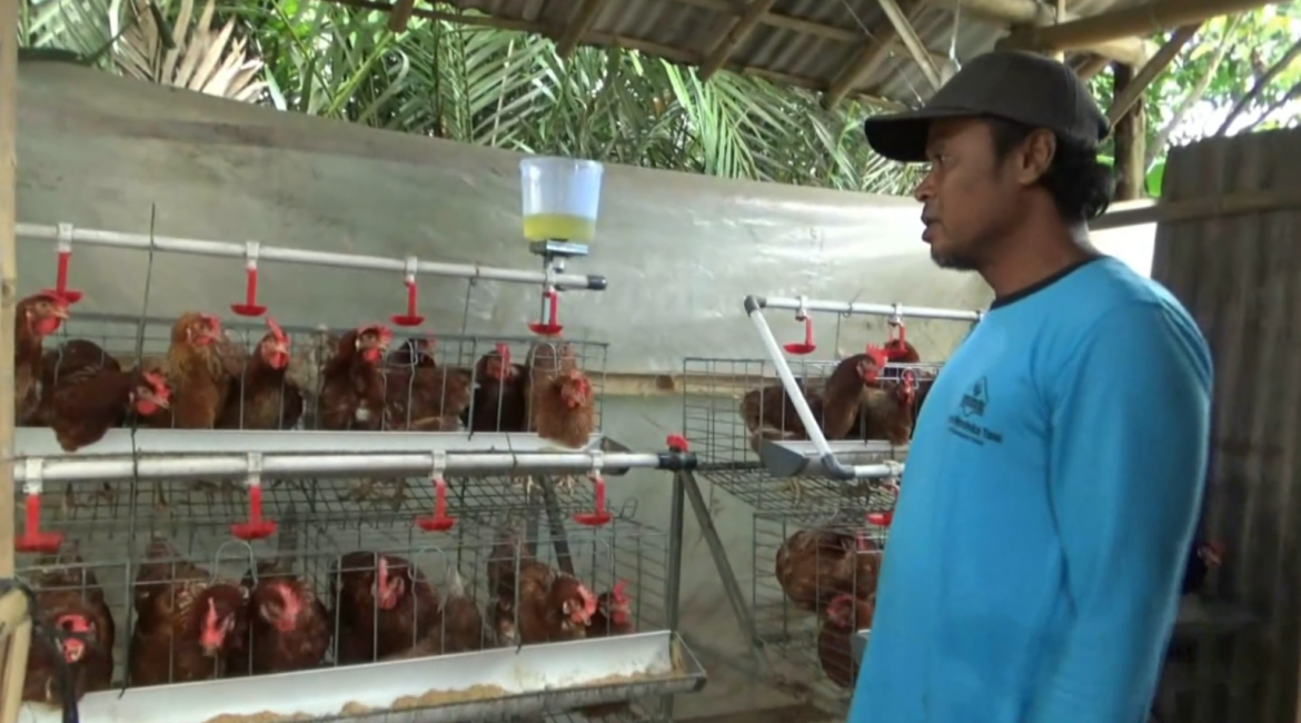 Siasati Lahan Kosong Dengan Beternak Ayam Petelur