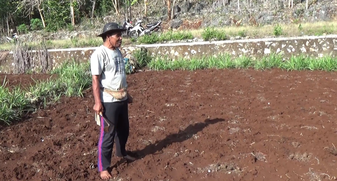 Turun Hujan, Petani Mulai Tanam Jagung