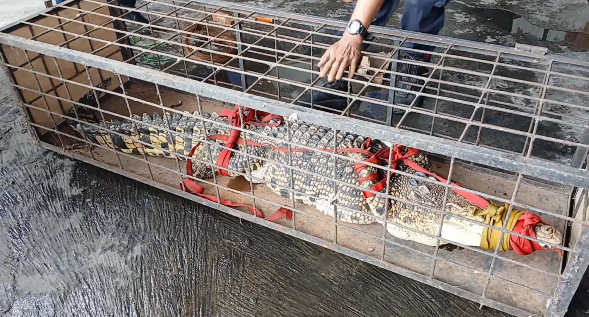 Buaya Berukuran 2,5 Meter Dievakuasi Dari Bantaran Sungai Winongo