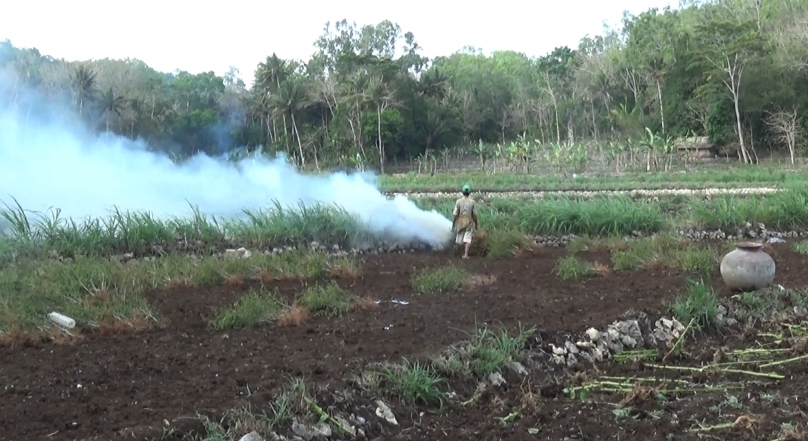 Ngresiki Lahan Pesabinan Kanthi Besem Taneman Lami