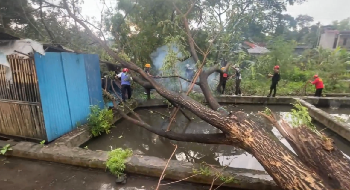 Dampak Hujan Disertai Angin, Banyak Pohon Tumbang di Sleman