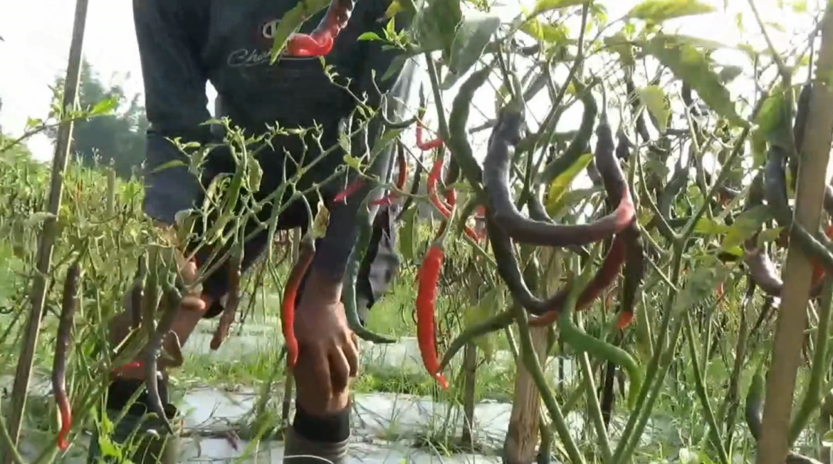 Harga Jual Anjlok, Petani Cabai Rugi Jutaan Rupiah