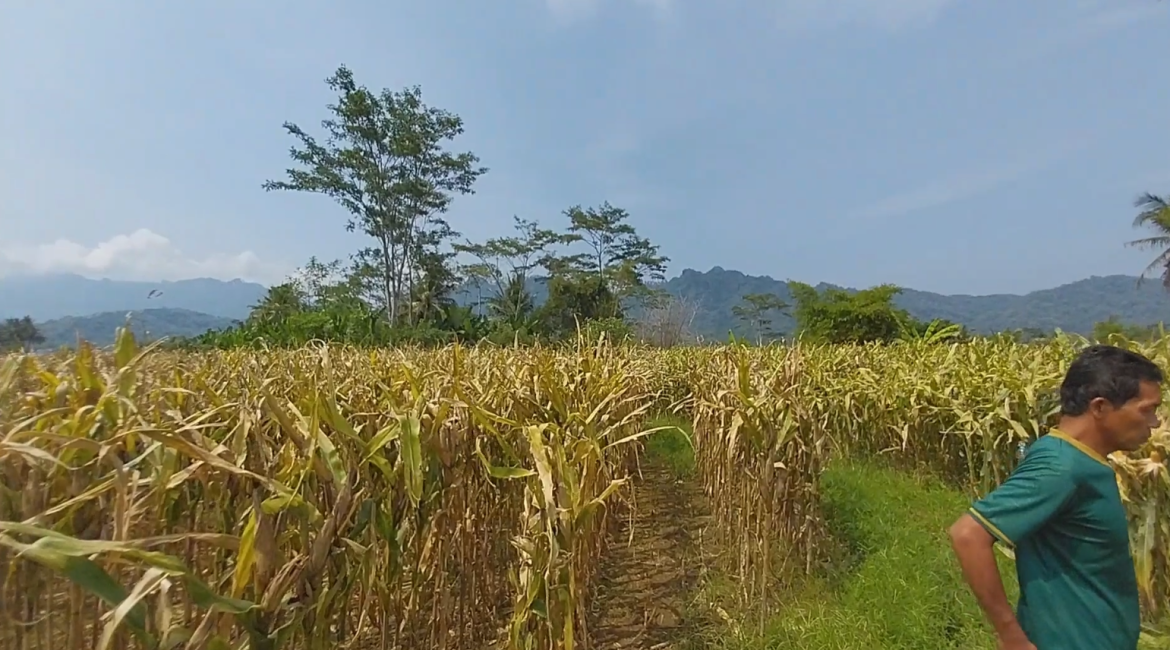 Ketahanan Pangan Dengan Tanam Jagung