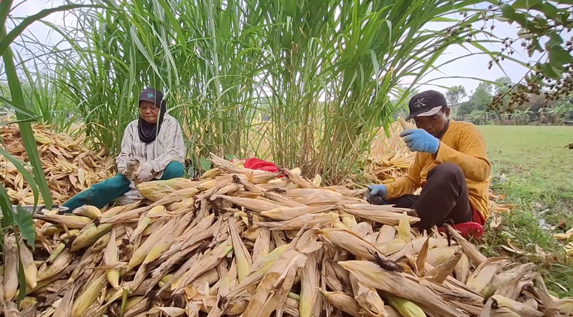 Lahan Bacek Hasil Panen Jagung Menurun Drastis