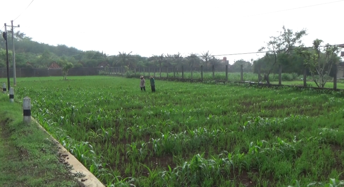 Petani Pesisir Krakal Marak Tanam Padi