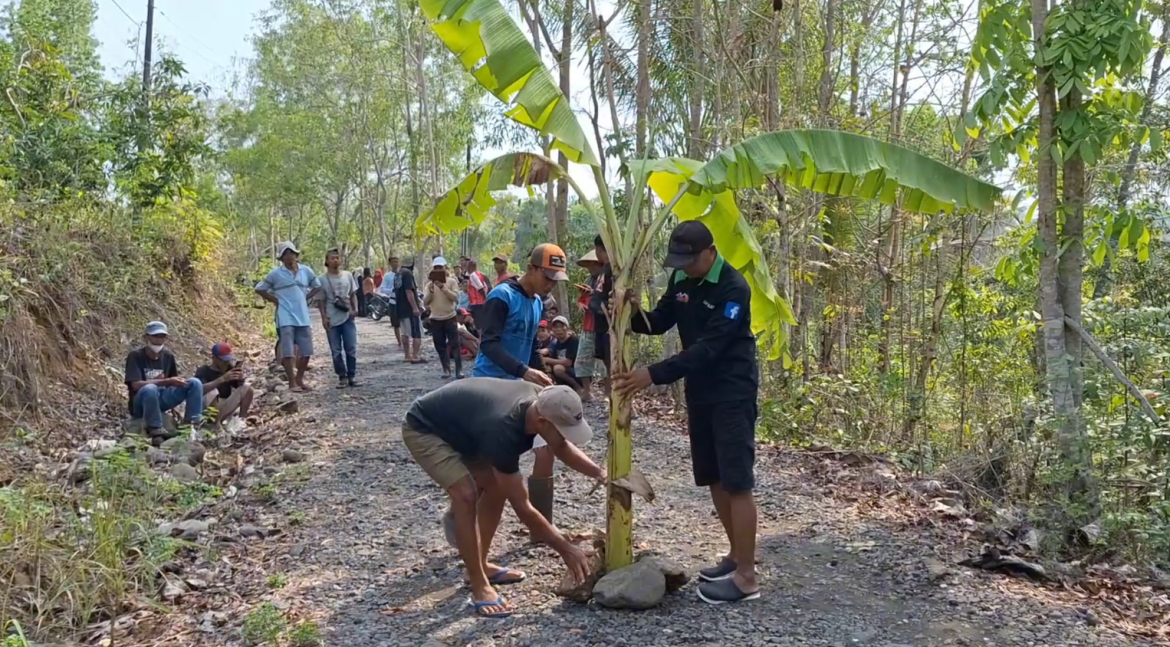 Protes Jalan Rusak Puluhan Warga Tanam Pohon Pisang dan Pasang Spanduk