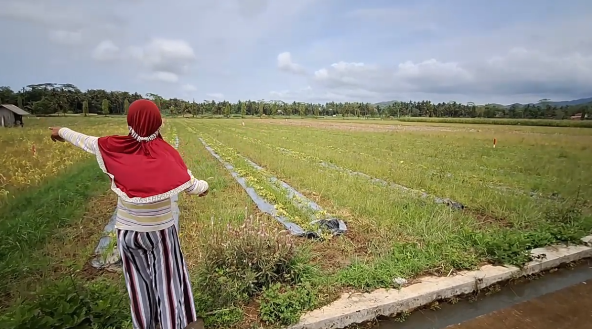 Terendam Air Hektaran Lahan Melon Gagal Panen