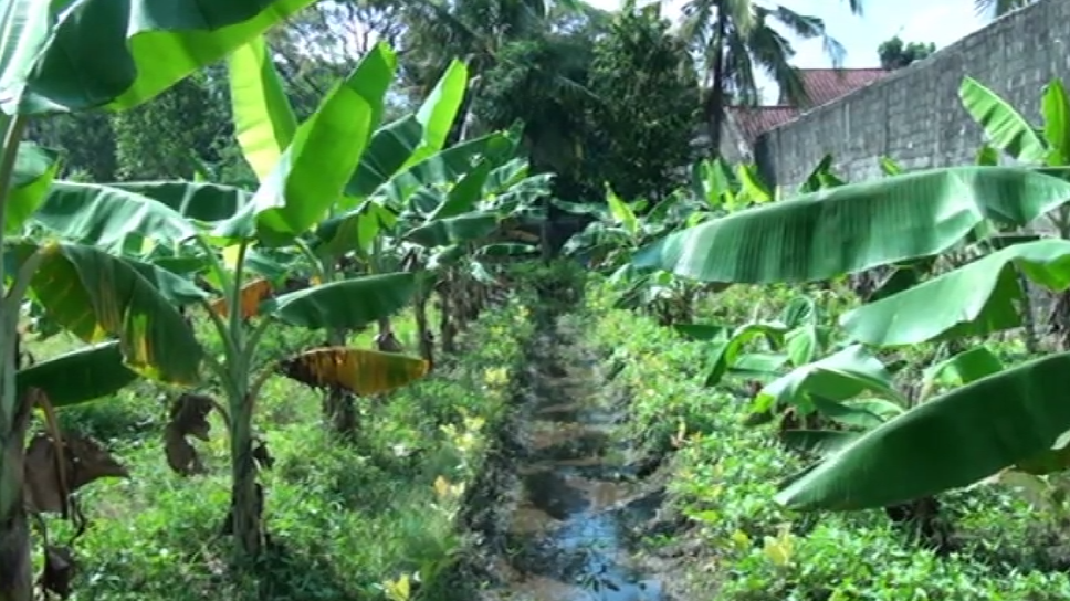 Budidaya Pisang Organik