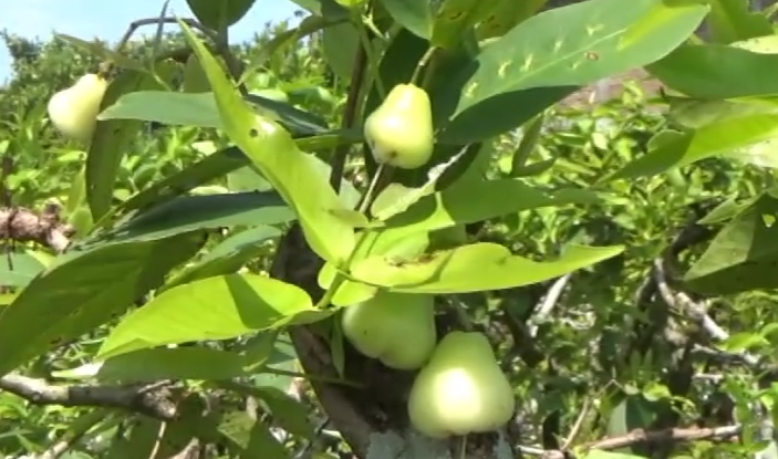 Ngawohaken Jambu Lumantar Pruning