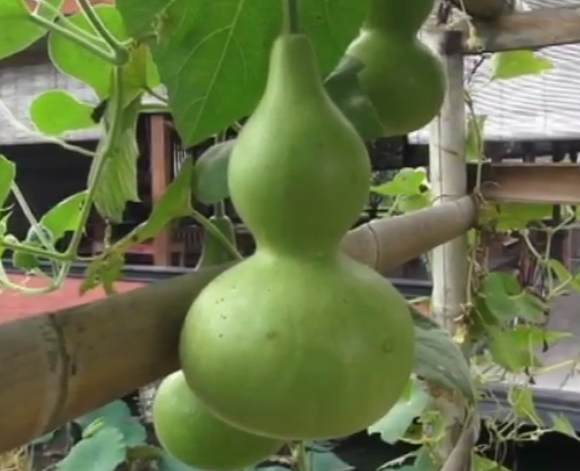 Budidaya Labu Botol