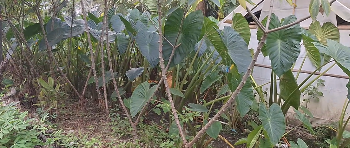 Taneman Lompong Sayur