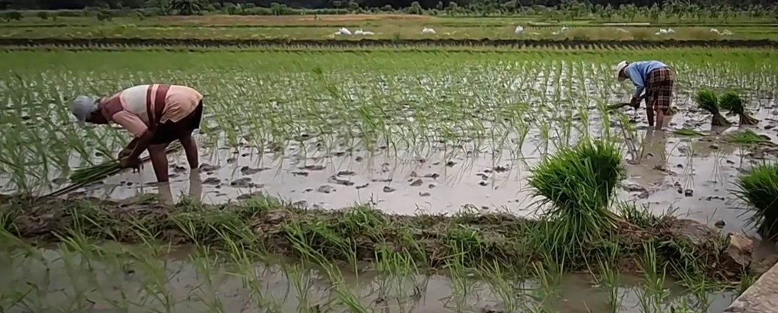 Ragad Berah Awis, Kadang Tani Nanem Kanthi Cara Mandiri