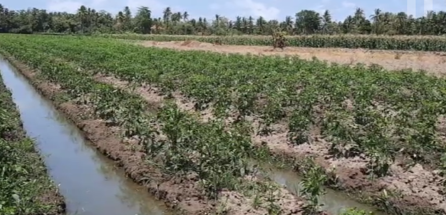 Lombok Taksih Dados Piyandelipun Kadang Tani