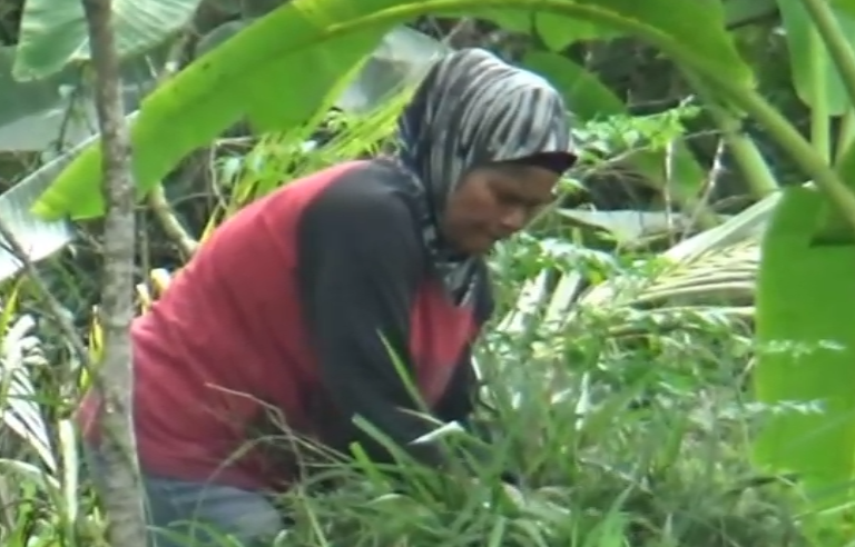 Warga Pereng Merapi Mekaraken Kopi lan Pisang