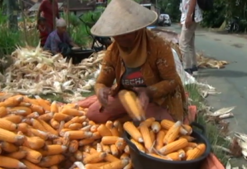 Usaha Jasa Ngrontok Jagung