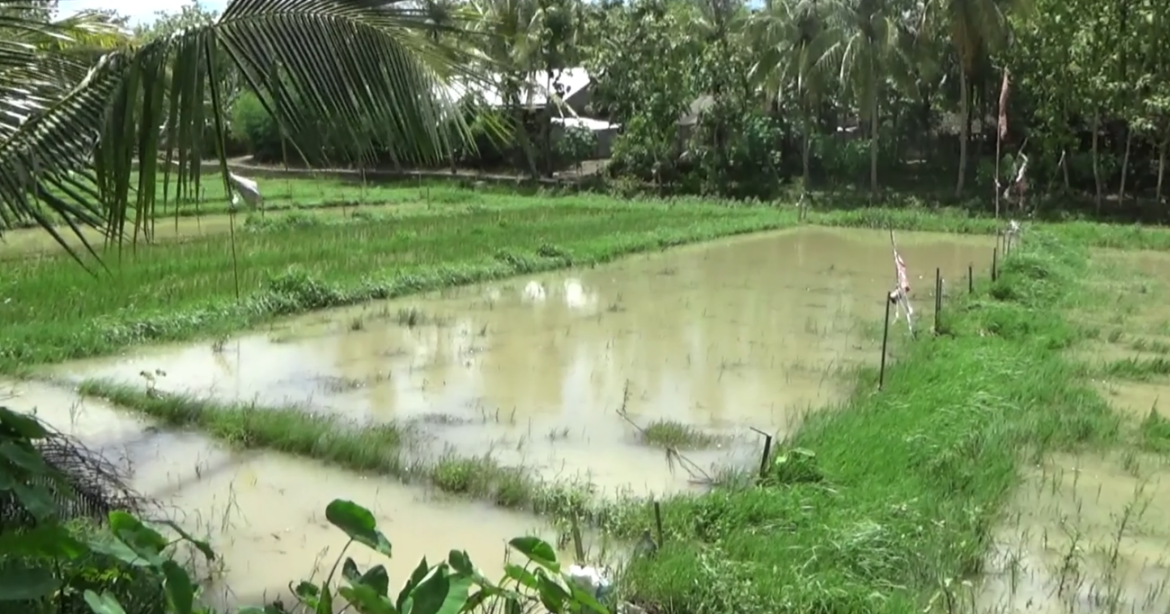 Lahan Olah Tetanen Kembong Toya