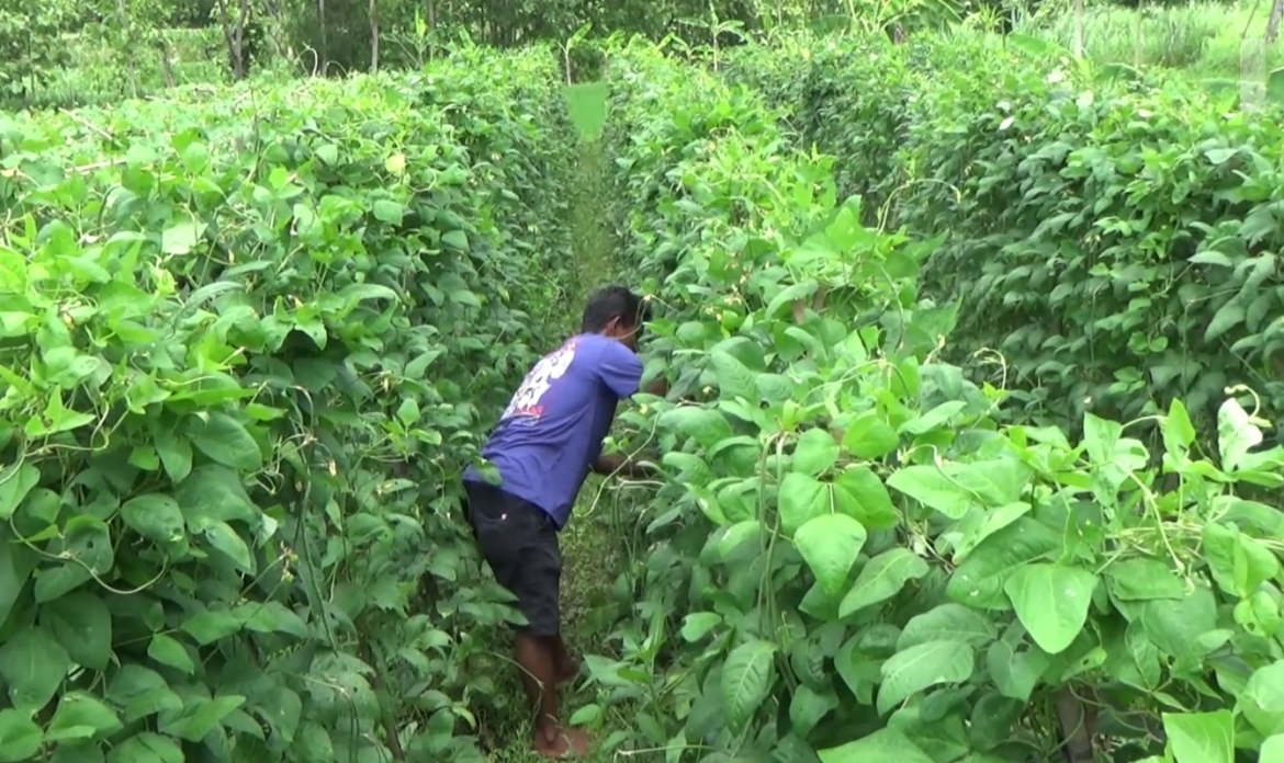 Panen Kacang Panjang