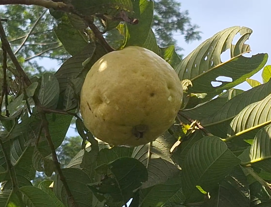 Budidaya Jambu Abrit