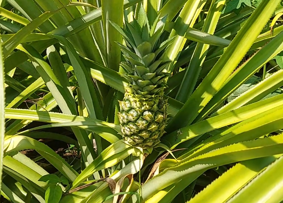 Budidaya Nanas Lahan Pasir