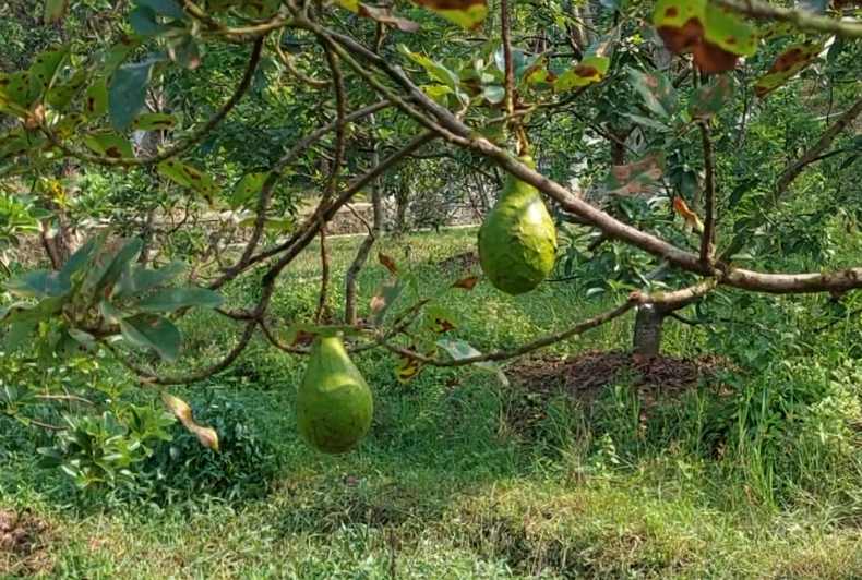 Kalodangan Budidaya Alpukat