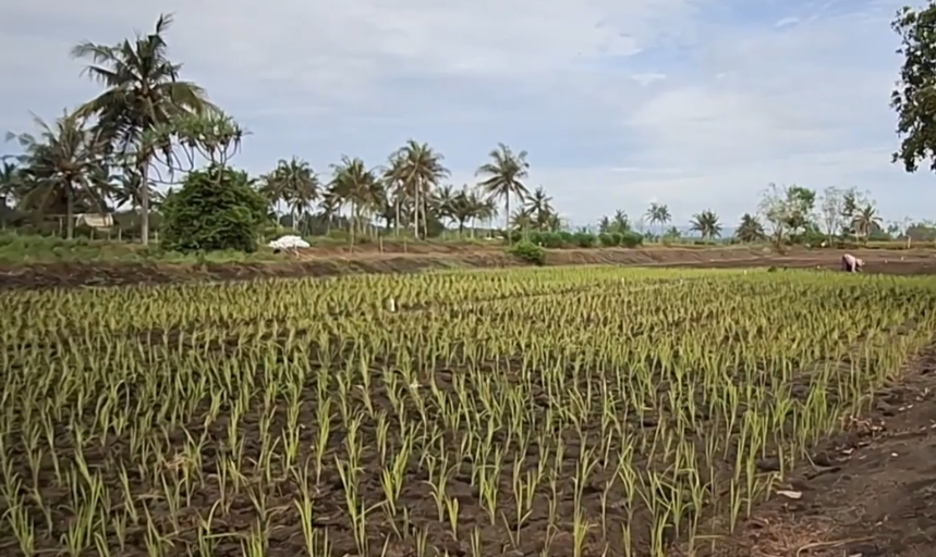 Kadang Tani Lahan Gesik Wiwit Nanem Pantun Tadah Hujan