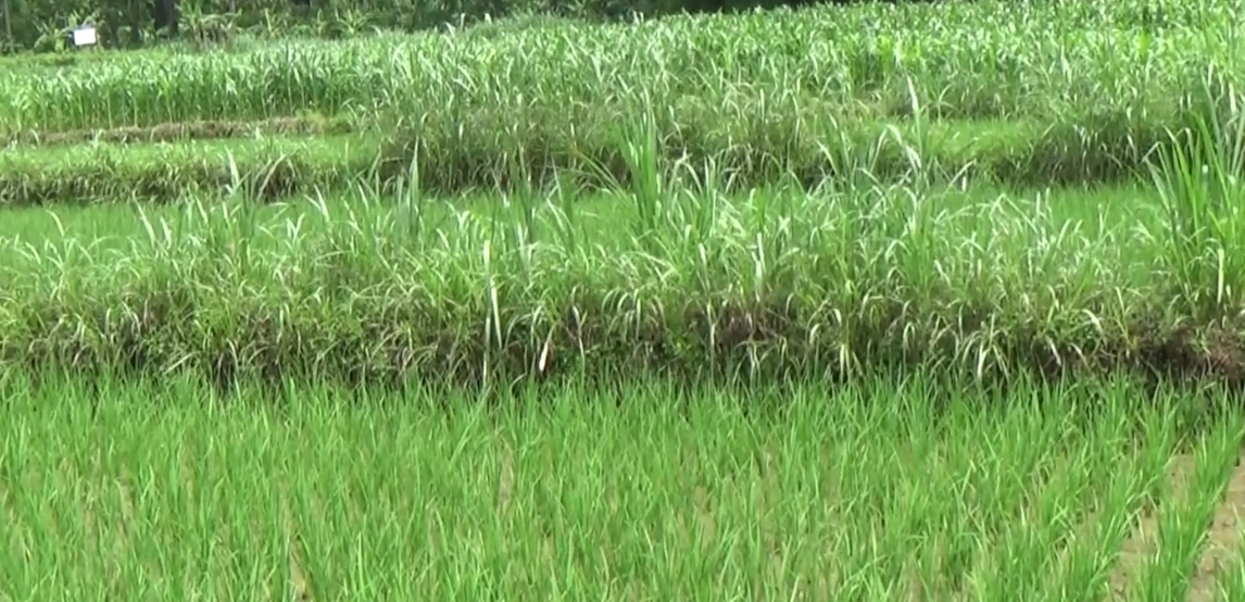 Lahan Olah Tetanen Dipun Selingi Janganan