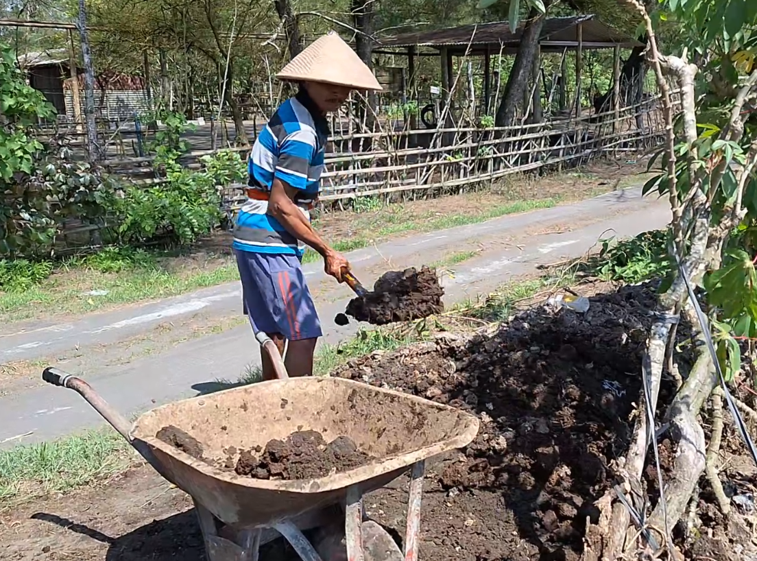 Mupangataken Rabuk Bucalan Lembu