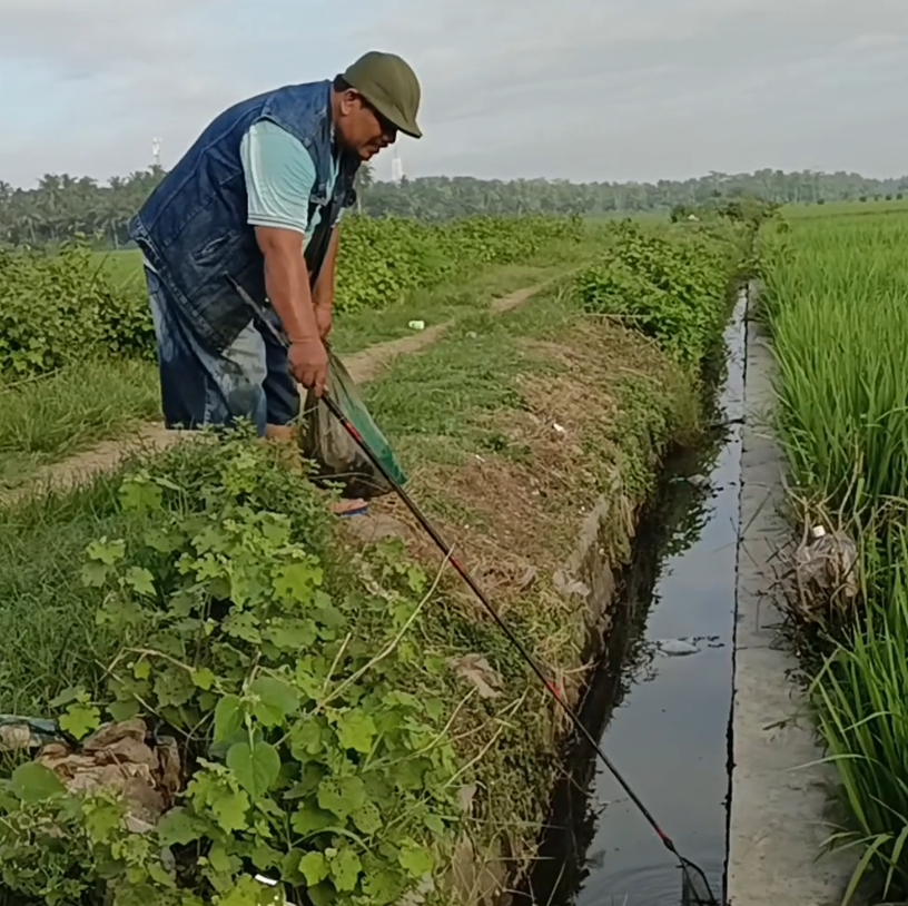 Pados Keong Sawah