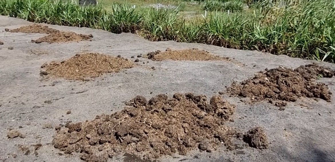 Kabetahan Rabuk Kandang Lahan Gesik