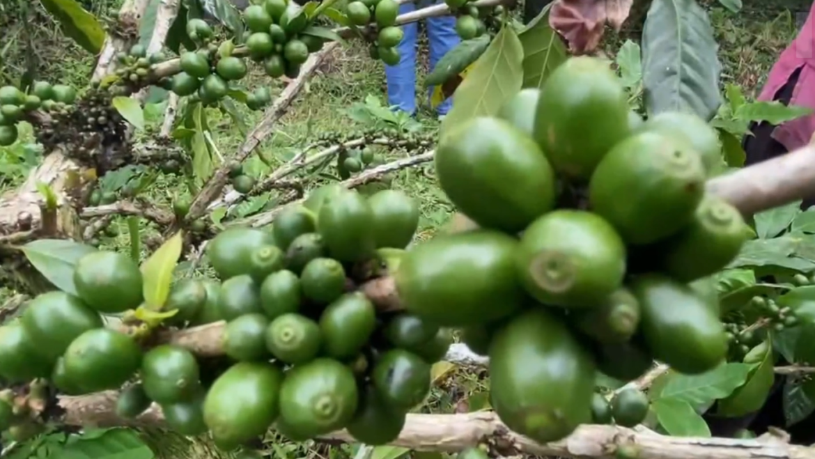 Tren Harga Kopi Naik, Peluang Emas Petani Kopi