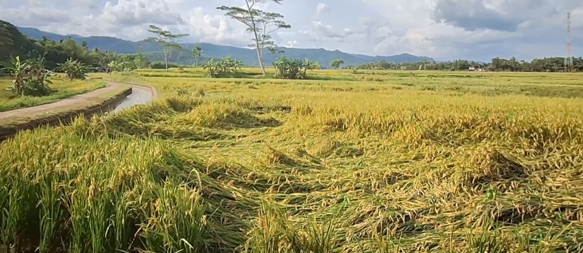 5 Persen Lahan Rusak Padi Terdampak Cuaca Ekstrim