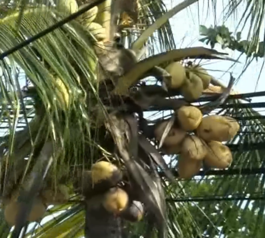 Banyak Manfaat, Pohon Kelapa Gading Diminati