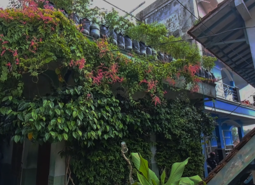 Cabai Mahal, Warga Raup Untung Panen Cabai Atap Rumah