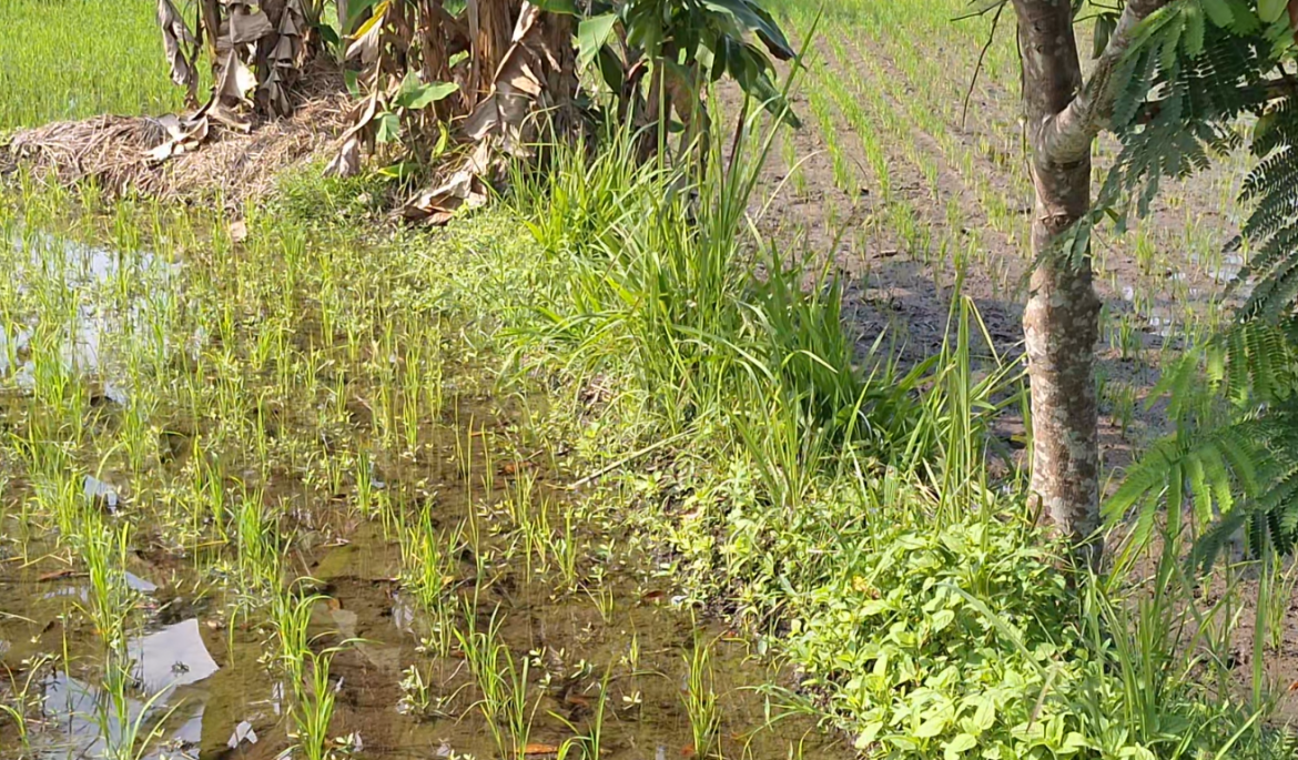 Mupangataken Tegalan Nanem Nangka Sabrang